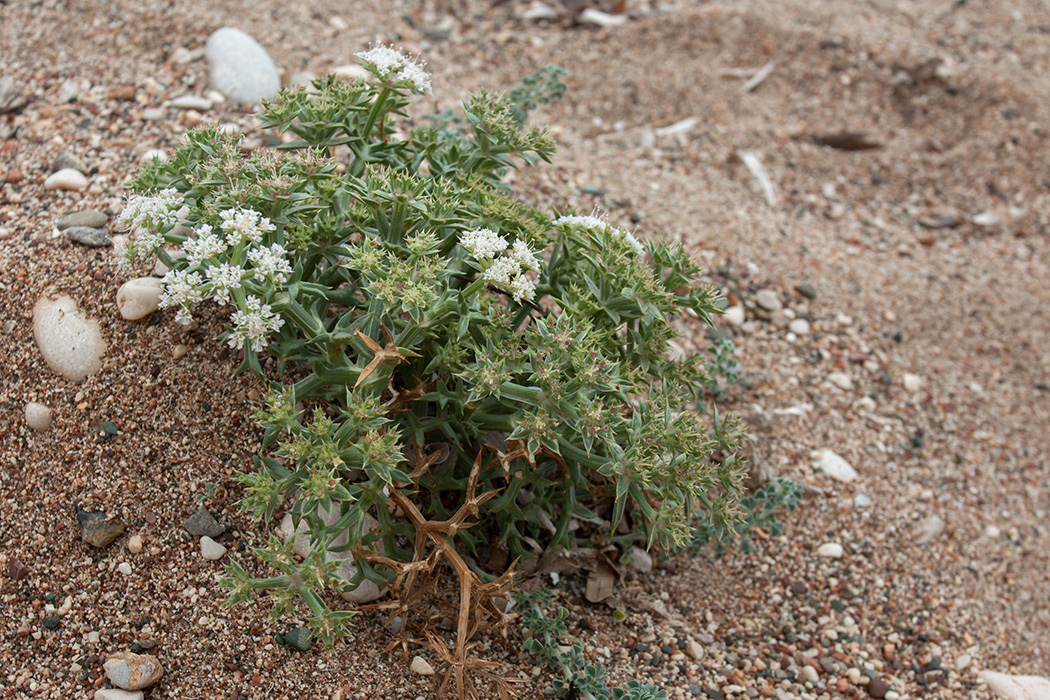 Image of Echinophora spinosa specimen.