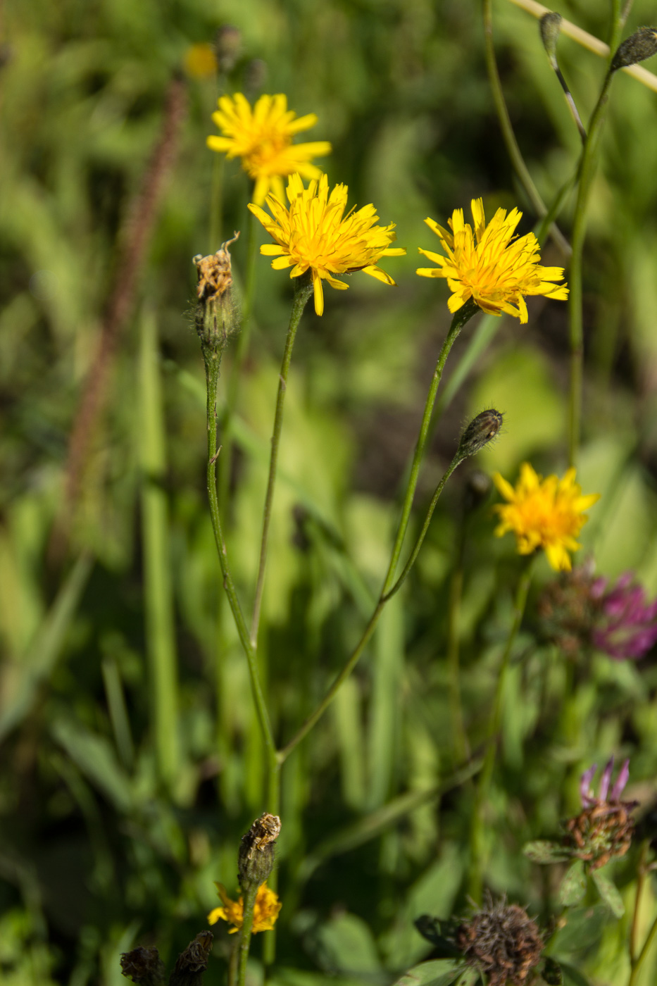 Image of Scorzoneroides autumnalis specimen.