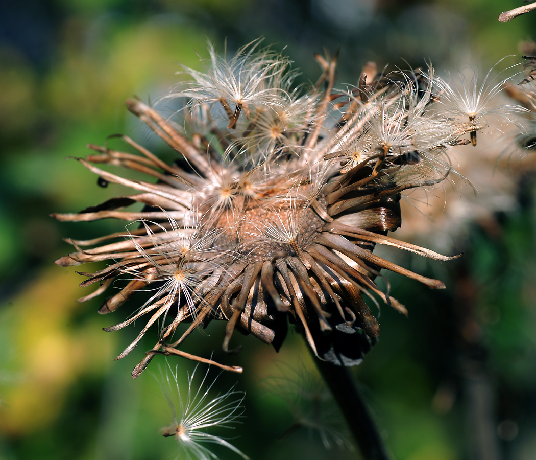 Изображение особи Inula helenium.