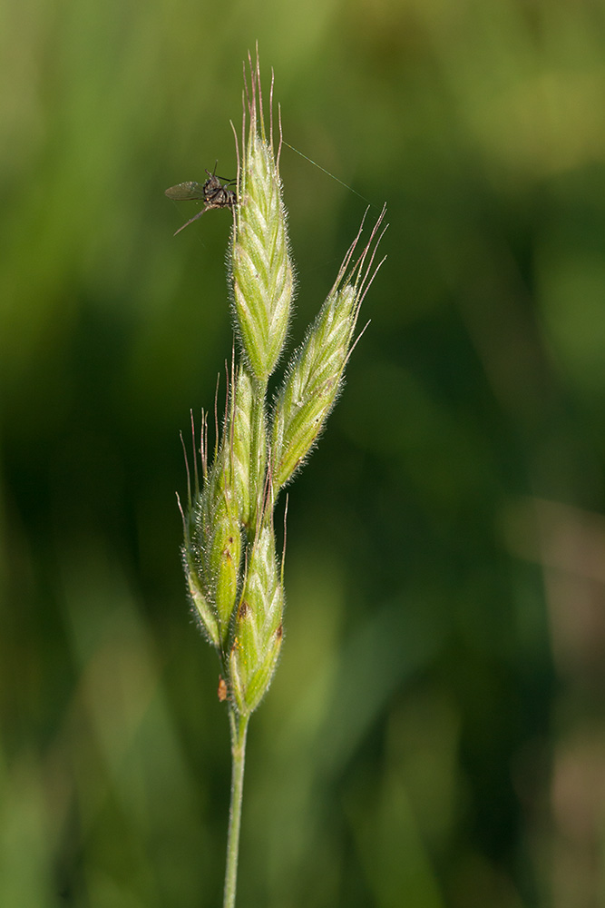 Image of Bromus hordeaceus specimen.