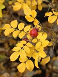 Rosa rugosa