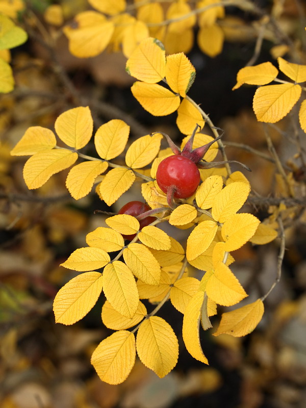 Изображение особи Rosa rugosa.