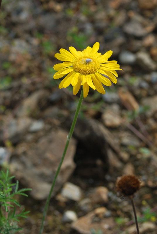 Image of Anthemis tinctoria specimen.