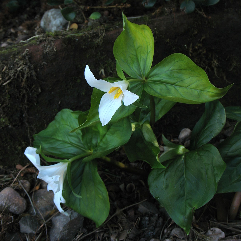 Изображение особи Trillium ovatum.