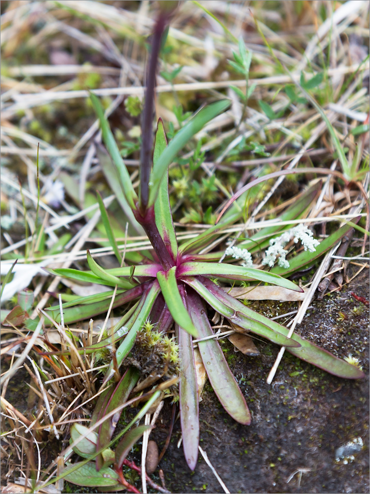 Image of Viscaria alpina specimen.