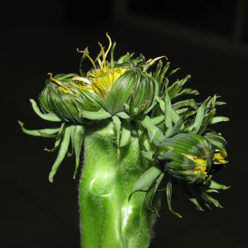 Image of Taraxacum officinale specimen.