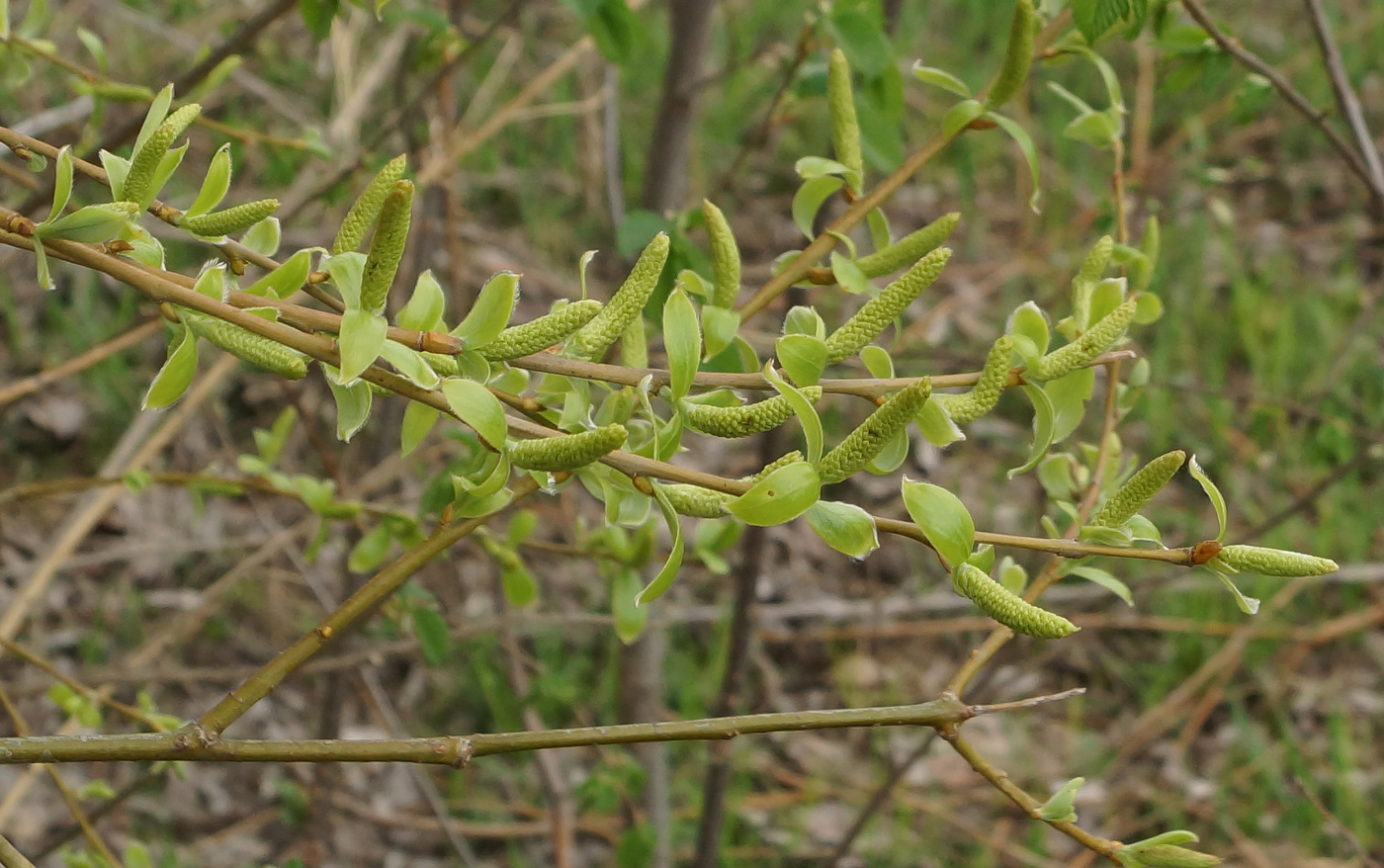 Image of Salix excelsa specimen.