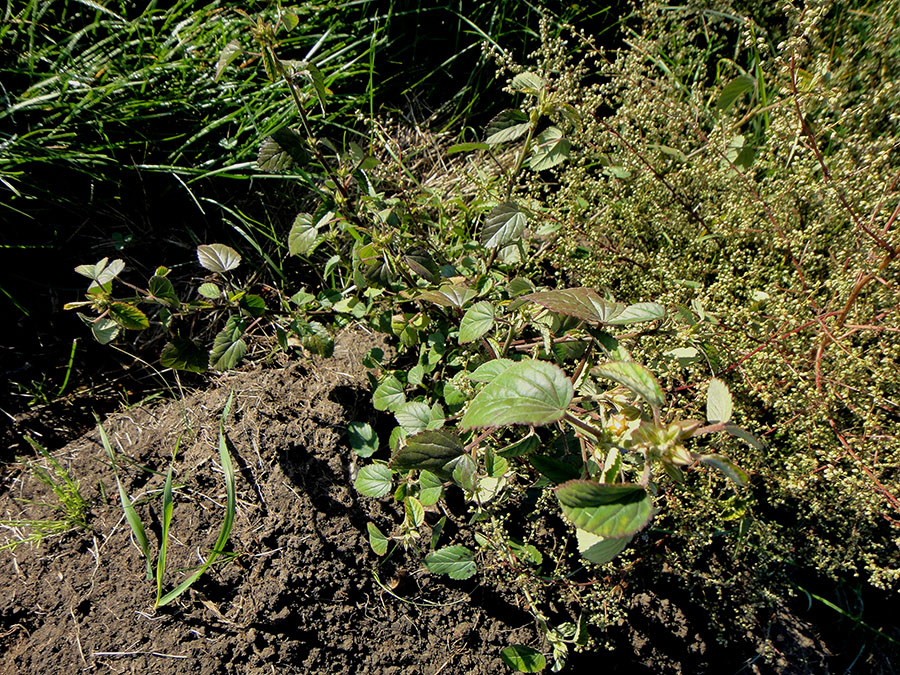 Image of Sida spinosa specimen.