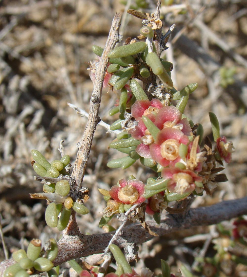 Изображение особи Salsola arbuscula.