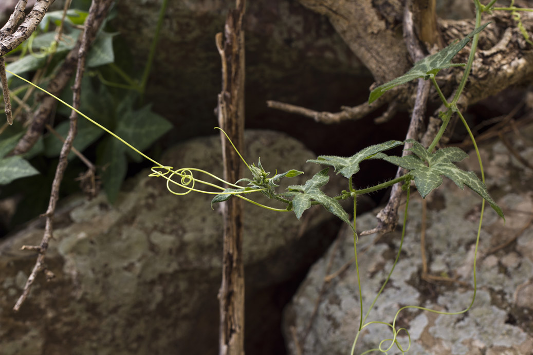 Image of Bryonia cretica specimen.