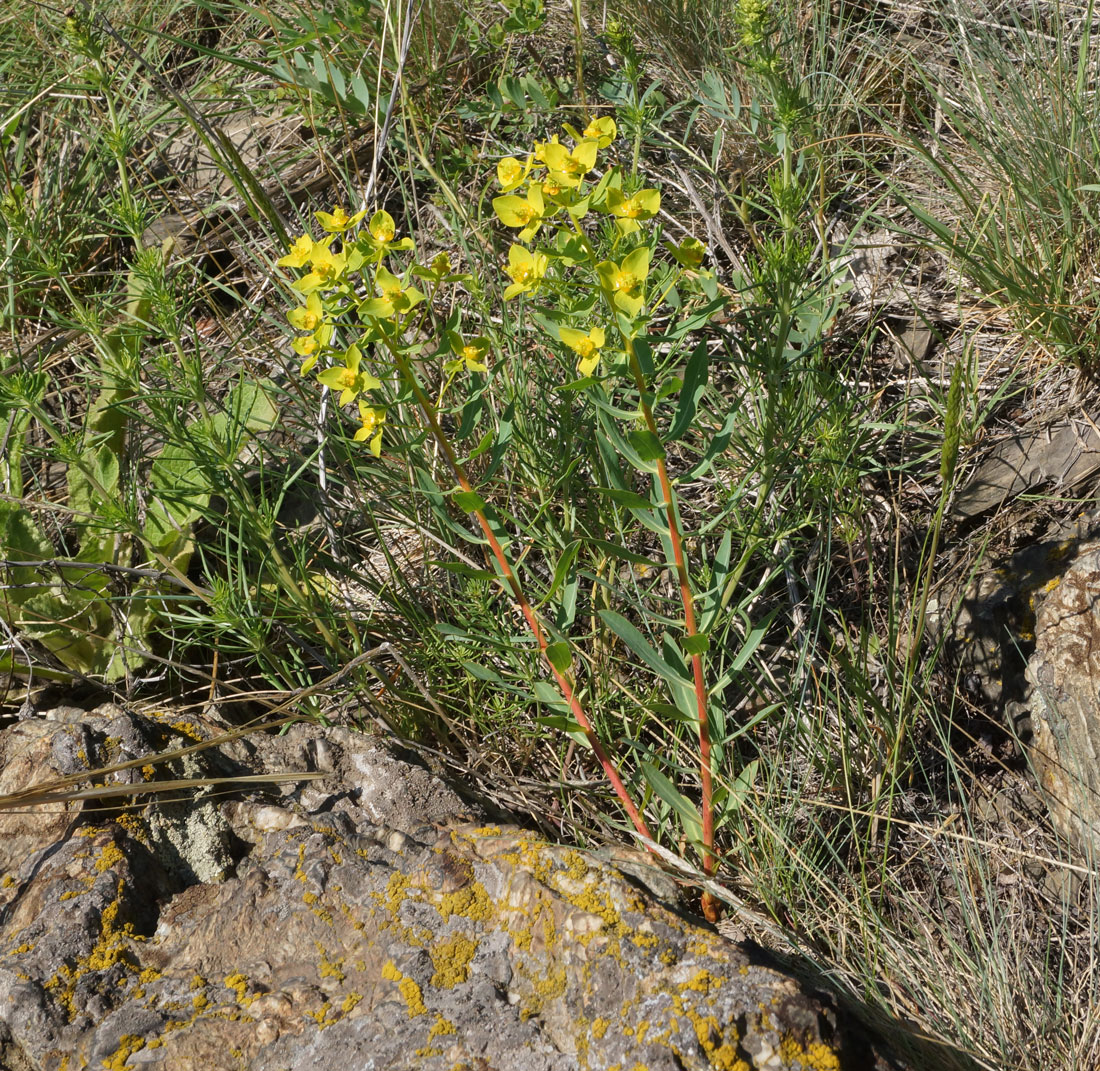 Изображение особи Euphorbia macrorhiza.