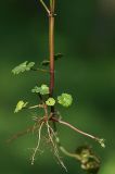 Glechoma hederacea. Нижняя часть растения с корневой системой. Санкт-Петербург, Пискарёвский парк. 29.05.2009.