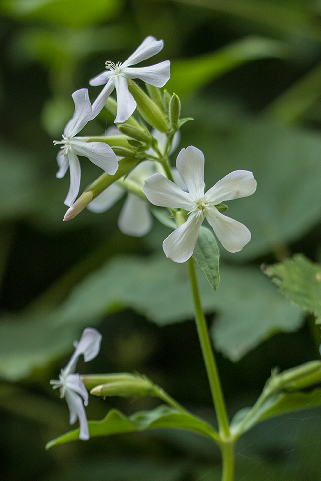 Image of Saponaria officinalis specimen.