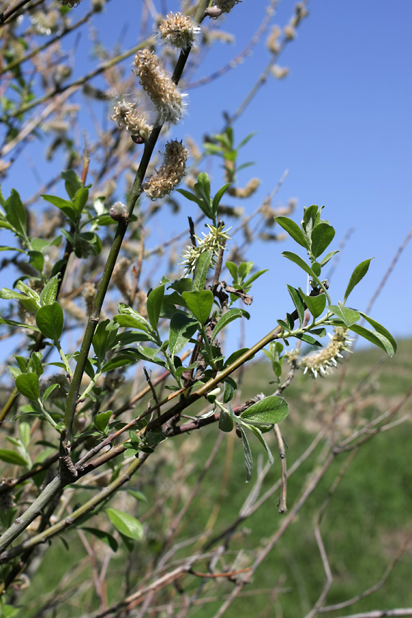 Image of genus Salix specimen.