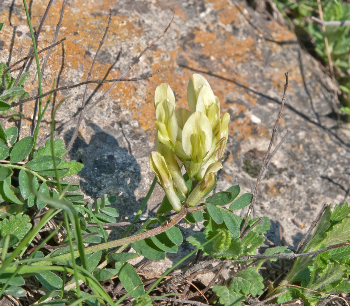 Изображение особи Astragalus resupinatus.