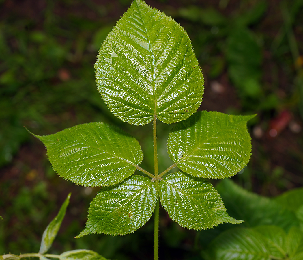 Image of Rubus allegheniensis specimen.