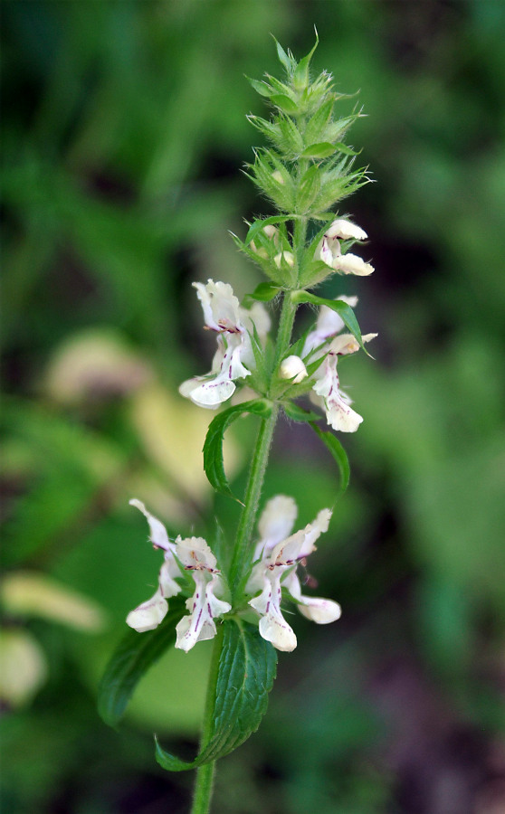 Image of Stachys atherocalyx specimen.