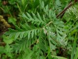 Potentilla multifida