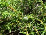 Juniperus подвид litoralis