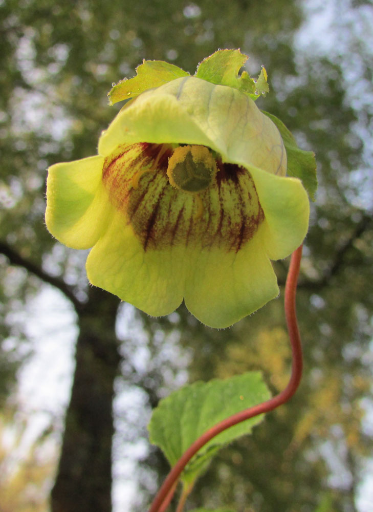 Image of Codonopsis rotundifolia specimen.