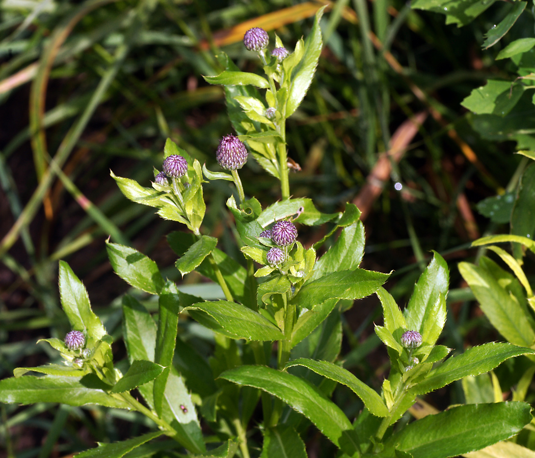 Image of Cirsium setosum specimen.