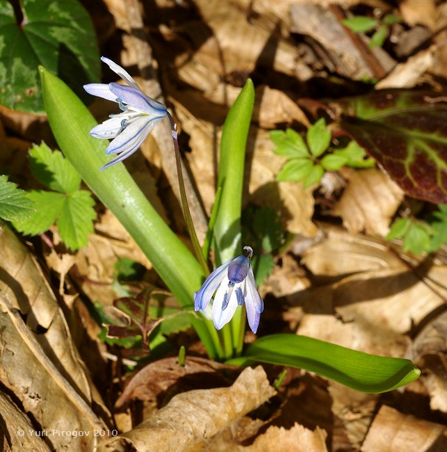 Image of Scilla monanthos specimen.