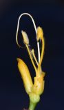 Sanchezia speciosa. Соцветие с бутонами (у бутона справа удалён околоцветник). Израиль, Шарон, г. Тель-Авив, ботанический сад тропических растений. 02.05.2016.