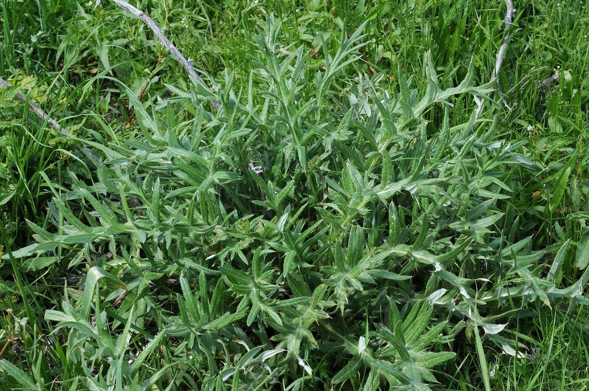 Изображение особи Cirsium turkestanicum.