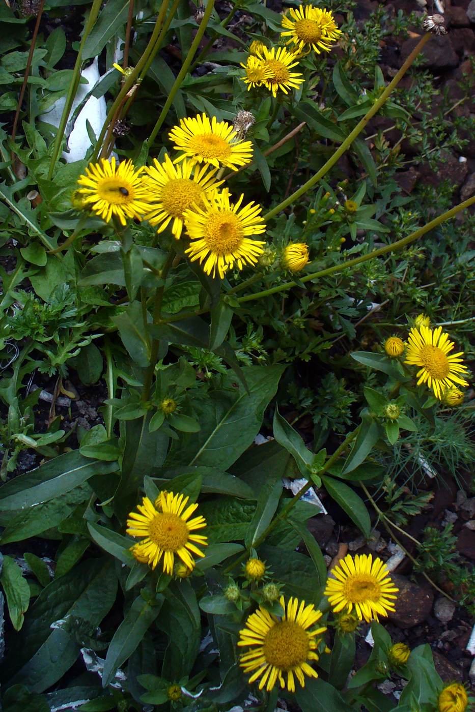 Image of Inula britannica specimen.