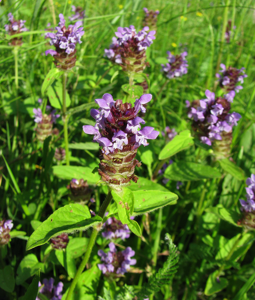 Image of Prunella vulgaris specimen.