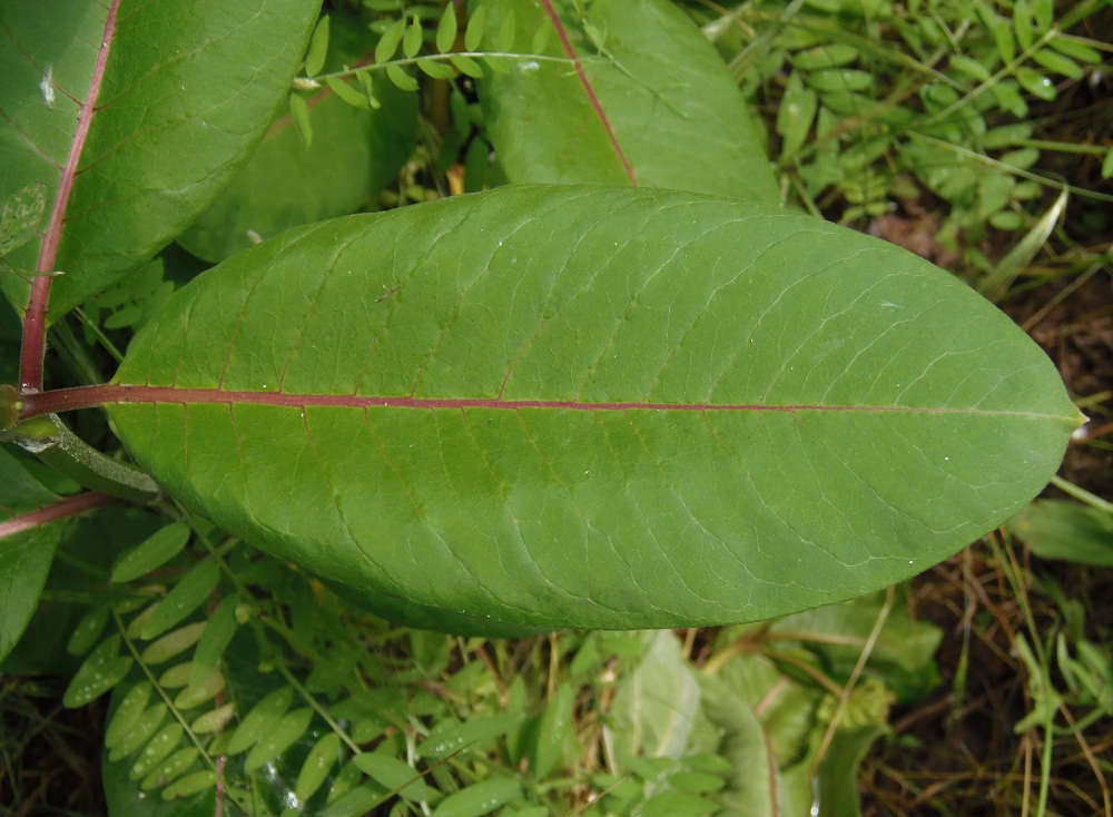 Image of Asclepias syriaca specimen.