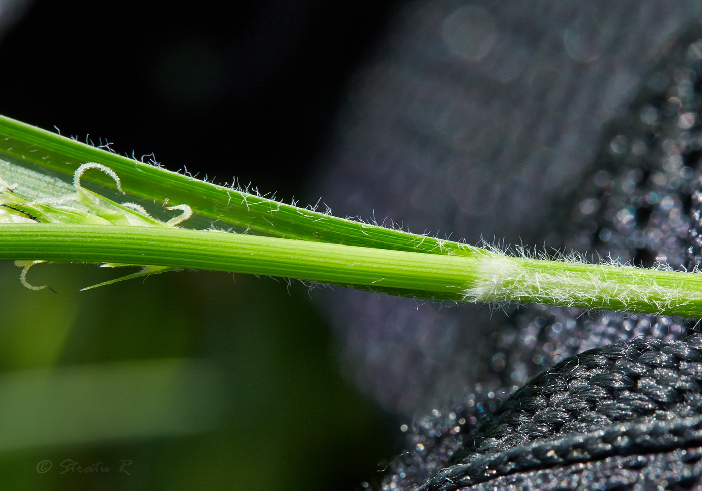 Image of Carex hirta specimen.