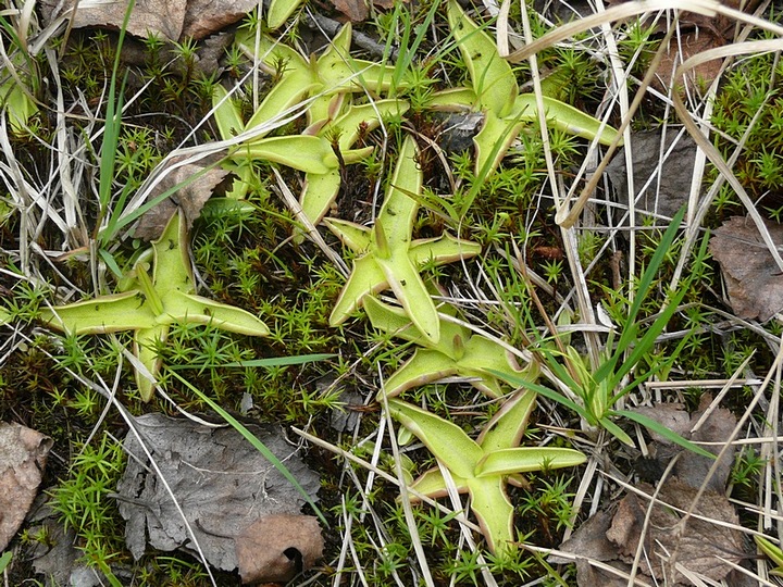 Image of Pinguicula vulgaris specimen.