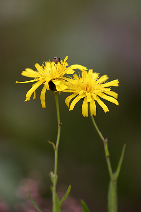 Изображение особи род Hieracium.