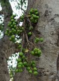 Ficus racemosa. Часть ветви и недозрелые соплодия. Австралия, Квинсленд, национальный парк Карнарвон, берег ручья. 16.09.2009.