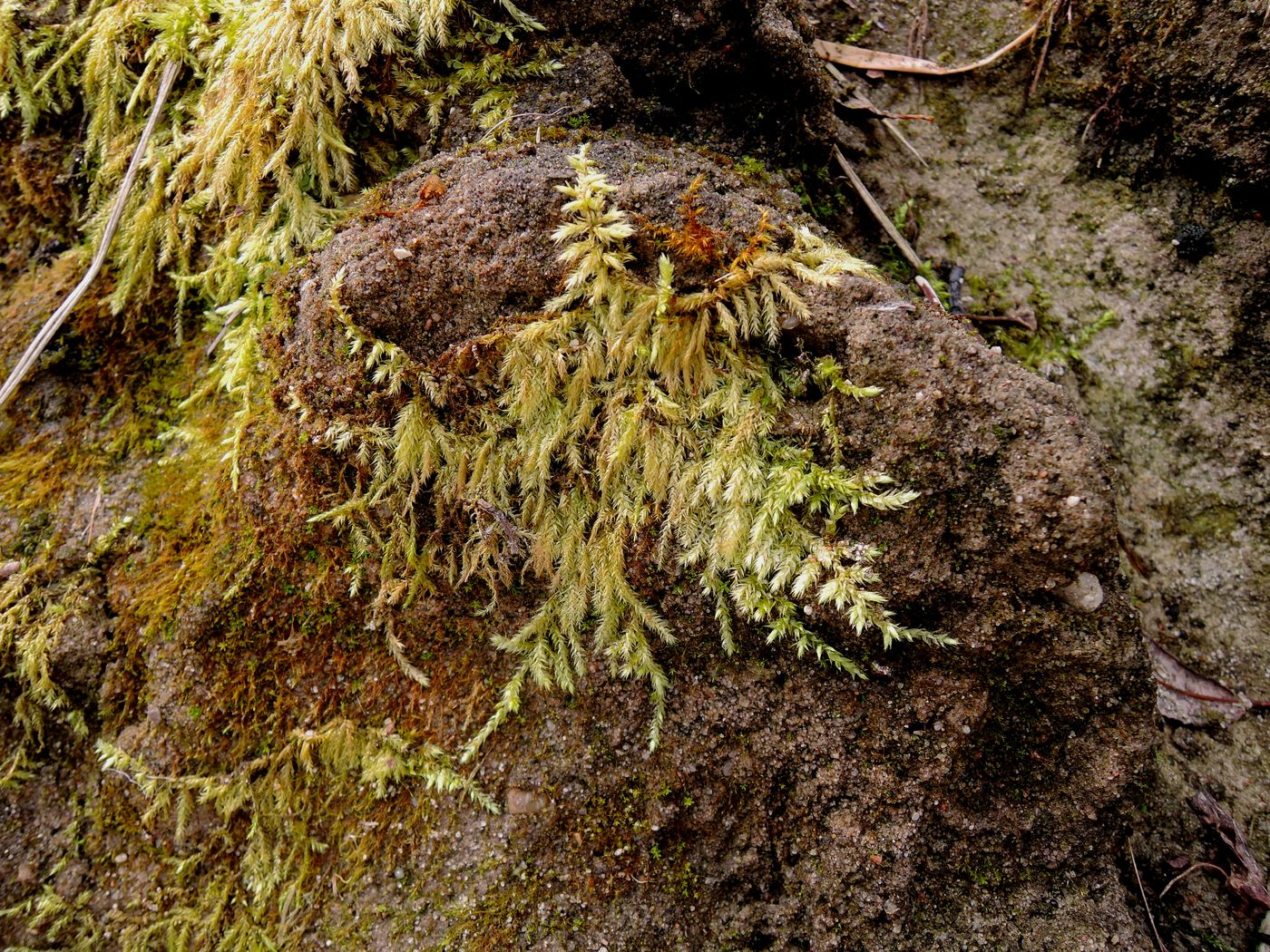 Image of genus Brachythecium specimen.