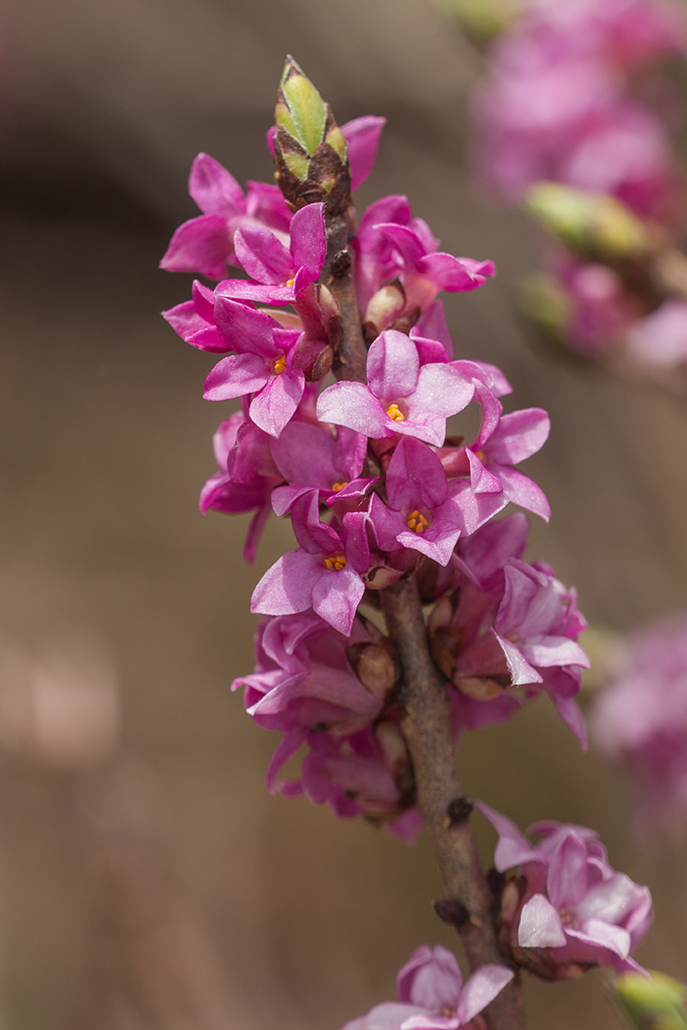 Image of Daphne mezereum specimen.