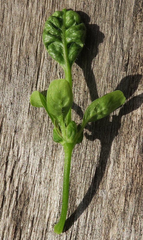 Image of Alliaria petiolata specimen.