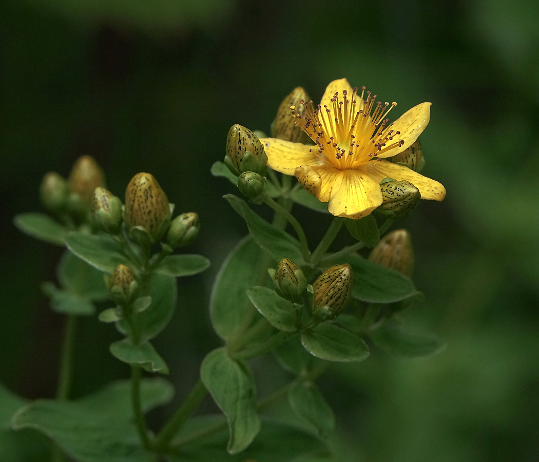 Image of Hypericum maculatum specimen.