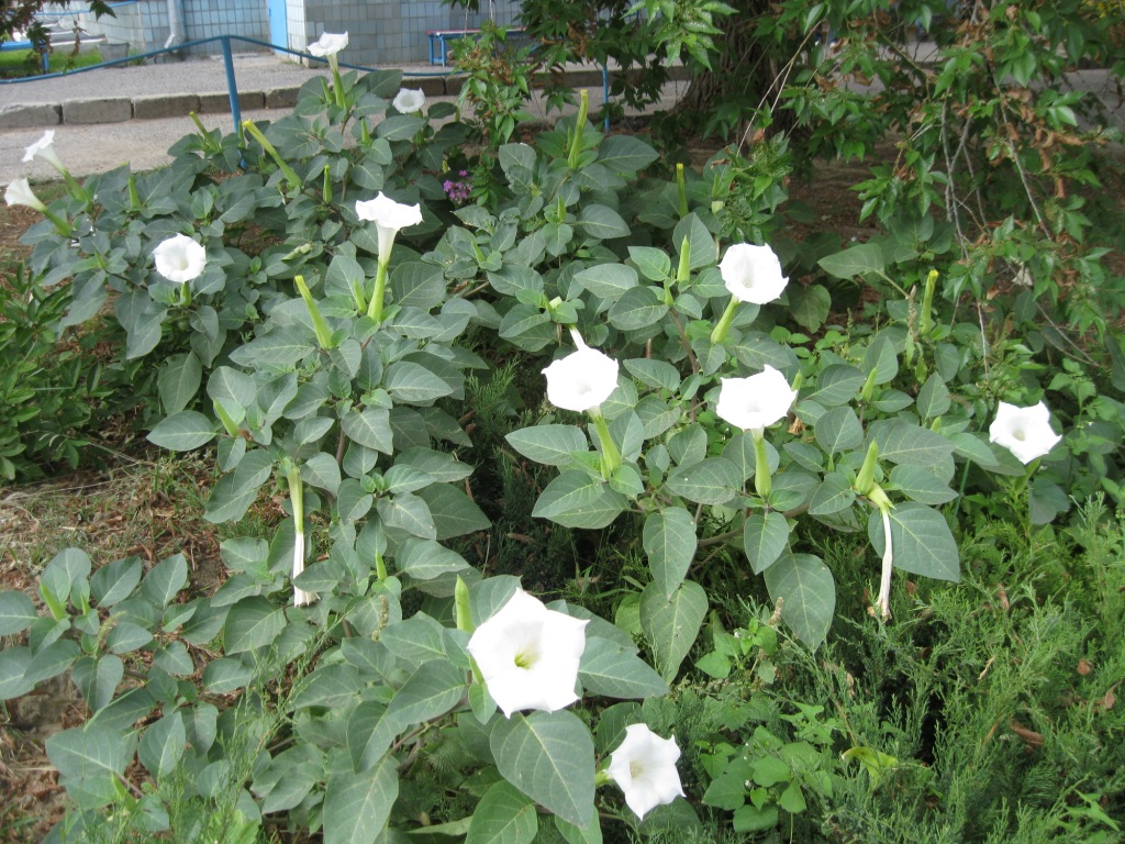 Изображение особи Datura innoxia.