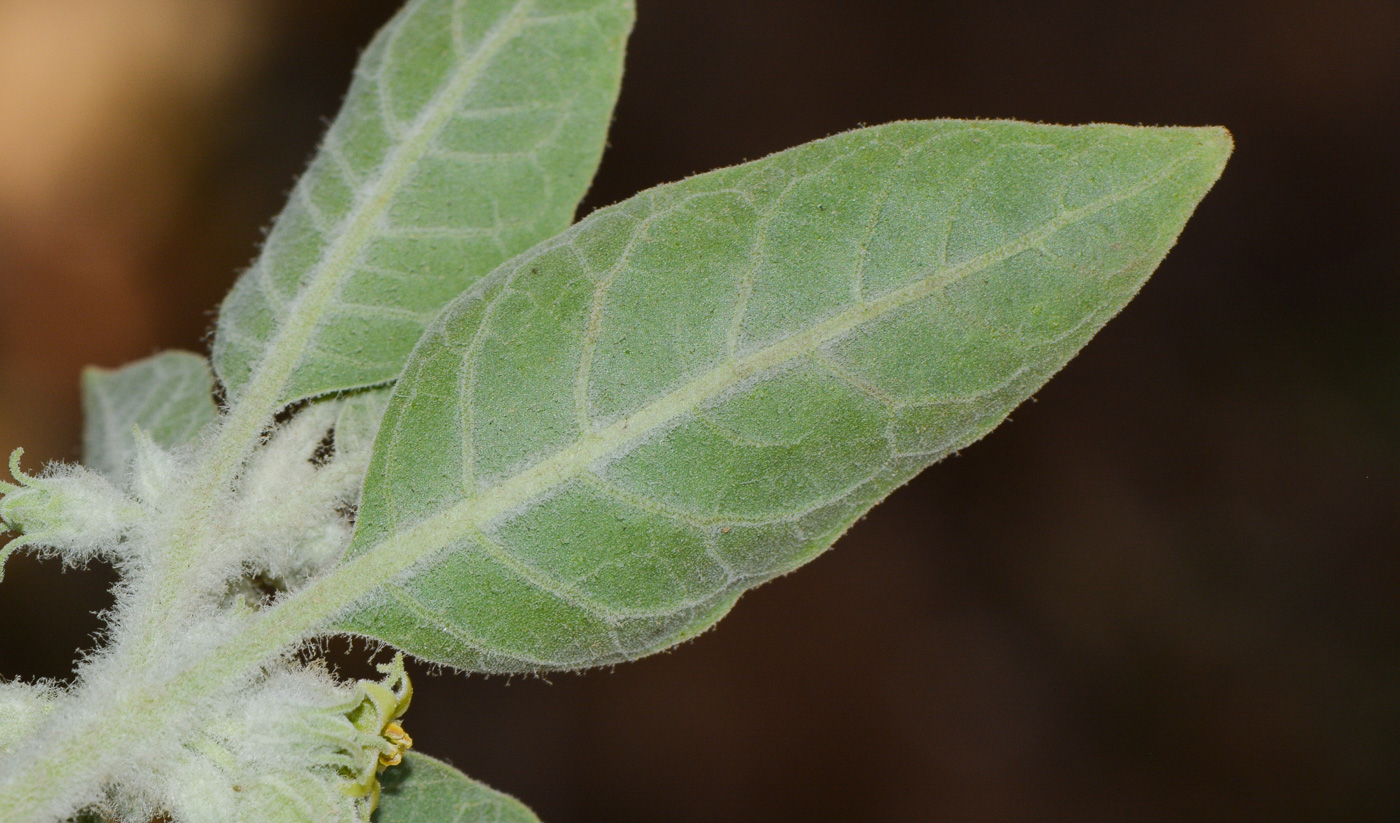 Image of Withania somnifera specimen.