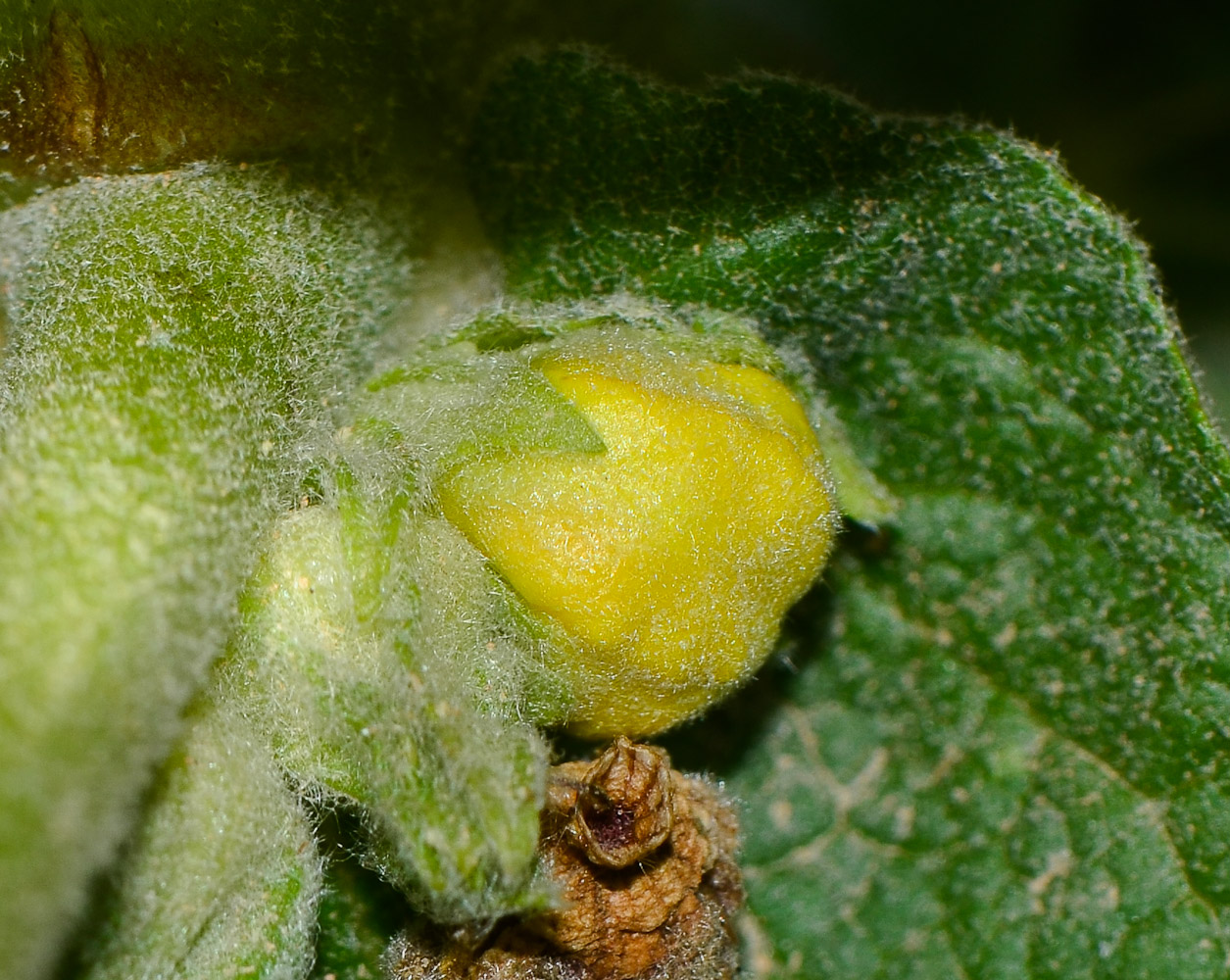 Image of Verbascum jordanicum specimen.