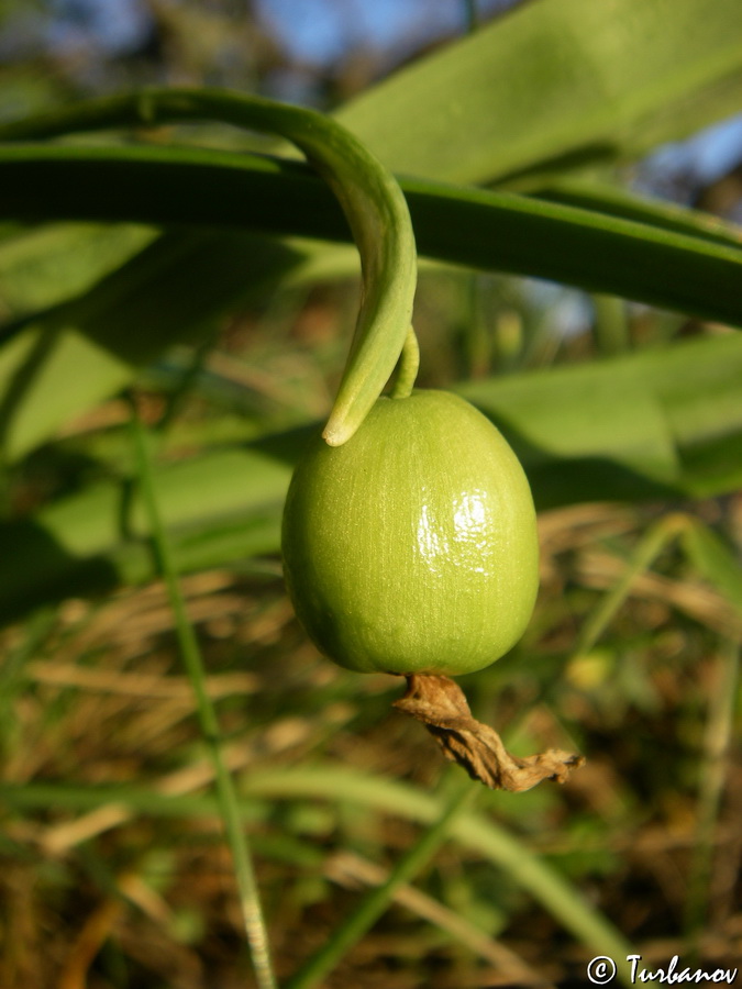 Изображение особи Galanthus plicatus.