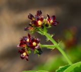 Jatropha gossypiifolia. Веточка соцветия. Израиль, впадина Мёртвого моря, киббуц Эйн-Геди. 25.04.2017.