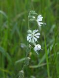 Silene dichotoma