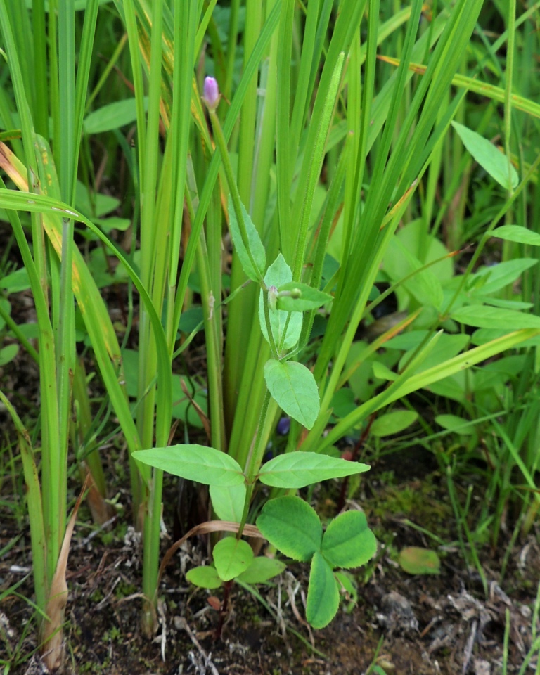 Image of genus Epilobium specimen.