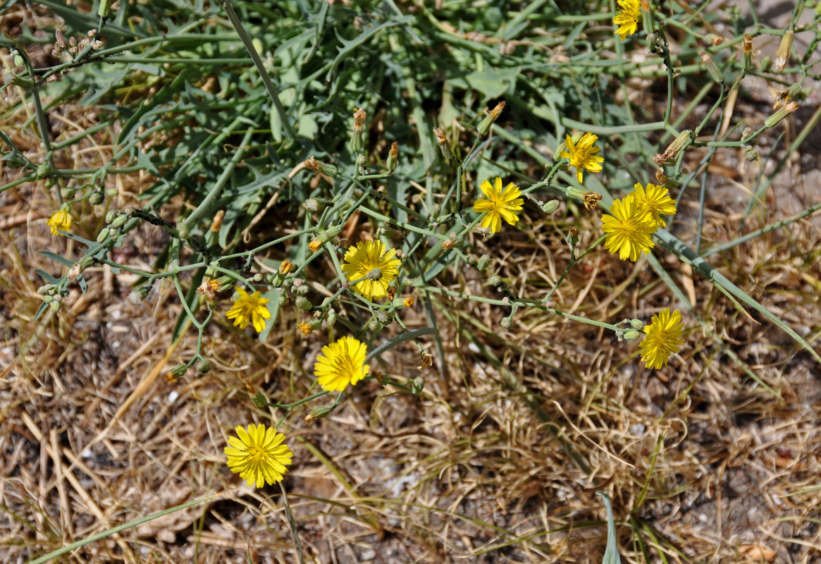 Image of Ixeridium gramineum specimen.