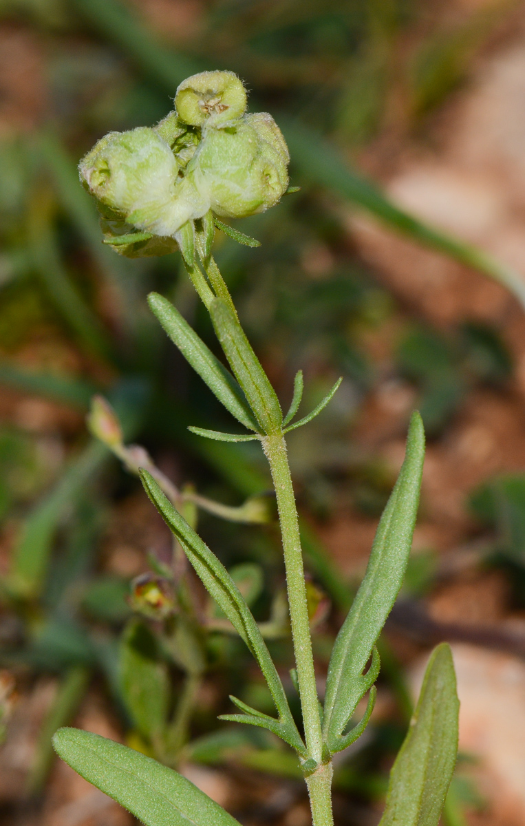 Image of Valerianella vesicaria specimen.