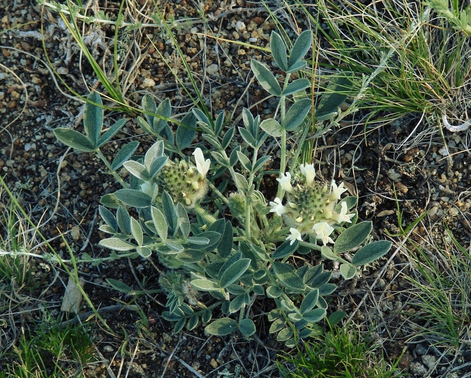 Image of Astragalus lupulinus specimen.