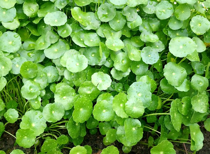 Изображение особи Hydrocotyle umbellata.